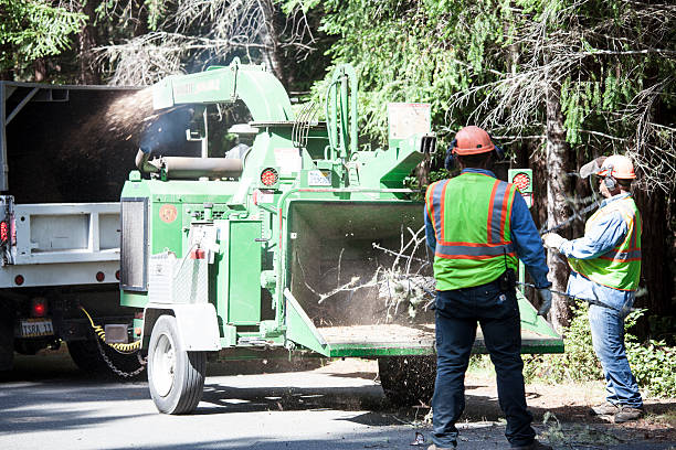 How Our Tree Care Process Works  in  Carnation, WA
